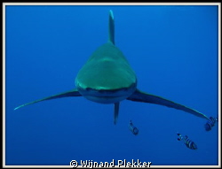 Frontal Oceanic by Wijnand Plekker 